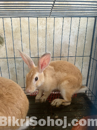 Rabbit